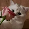 l._xim0