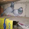 mkggfngfddg