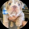 chunkybulldogtxx