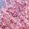bloomjourney808