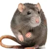 rat_the_eater