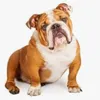 DOGSlover