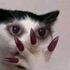 miaw.miiw