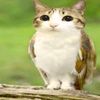 cat_owl._68383