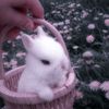 briana_vigevani35