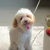 yoookiiieee