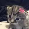 watututututusyb