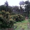 elflavio089