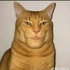 orangecat295