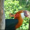sephfiny
