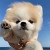stupiddog261