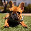 charlie_bear_frenchie