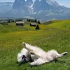 snowlilise