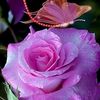 aswiya.n