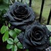tikaaa_0264