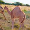 userhamedahmed5015