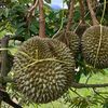 durian.musang.kin300