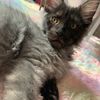 _mrmeow_0