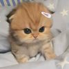rana.roro159