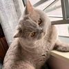 ribad27_