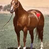 yorvislaya