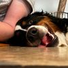 Evie the Berner
