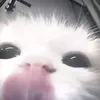 animalling
