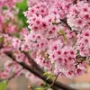 sakura_verun
