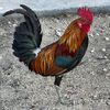 el.gallo787
