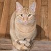 mango_thecat_365