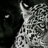 fav_001475