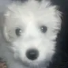 ytmrmumble