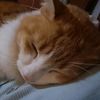 alejandra.rmncat