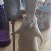 ratatujjj1