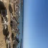 nqplxx