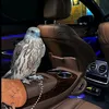 dlova_n