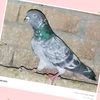 muhammad.rehan.has