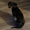 thedoxiefamily