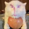 whoiskatieb1