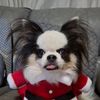 mungkorn_chihuahua_dog