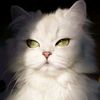 meong7299