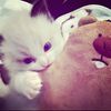 sisigelap_winnz