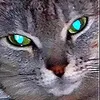 27iris_kis_kis