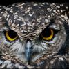burung.hantu0996