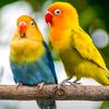 love_bird282
