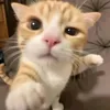 ttrnu33