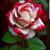 princessemara52402