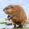 gastroweasel