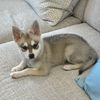 yukithekleekai