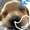 taotoiduocchuahii